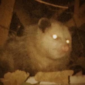 Meet your Posher, Dobber